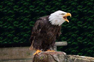 pygargue à tête blanche , aigle
