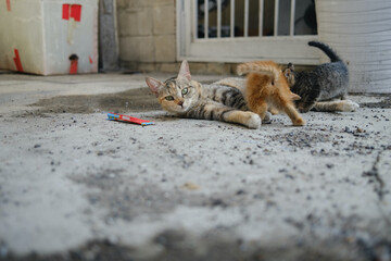 Street cat in the middle of the abandoned town of South Korea