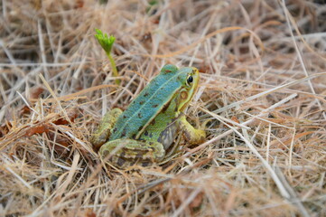 Frog