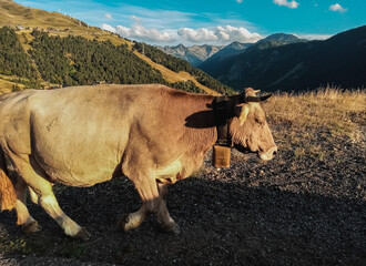 Vaca con las montañas y un cielo azul con nubes blancas de fondo en el Valle de Arán, Cataluña,...