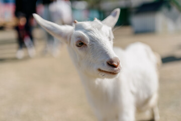 Obraz premium Goat in the zoo