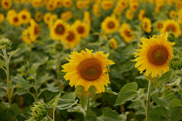 Sunflower blooming nature against a blue sky harvest season