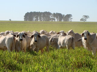 vacas da raça brahman