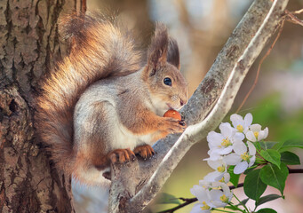 funny fluffy squirrel is sitting in the park on a blooming apple tree and gnawing a nut
