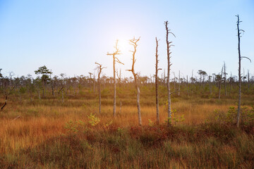 Naklejka premium A beautiful swamp in the rays of the sun, where unusual trees grow