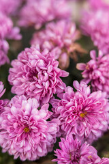 Macro purple mum with bokeh background