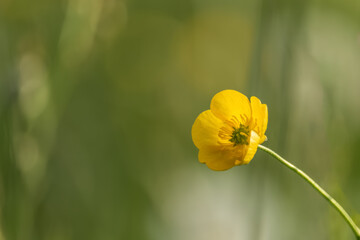 Obraz premium Buttercup