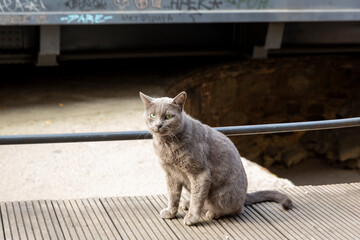 The gray cat is sitting on the sidewalk. Posing for the photographer. Portrait of a wild cat....