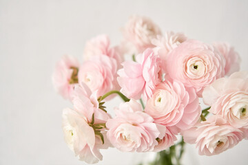 Naklejka na ściany i meble The background of ranunculus colors is gently pink. A riotous peony-shaped rose bouquet