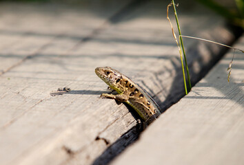 Ještěrka živorodá / Zootoca vivipara
