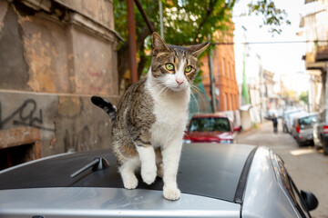 A funny cat with a white chest and paws and a gray spotted back is walking along the roof of the...