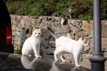 Fototapeta premium Funny two white kittens are sitting on the black black hood of the car. Against the background of an old brick red wall. Portrait of a wild cat. Homeless cats on the streets of Tbilisi.