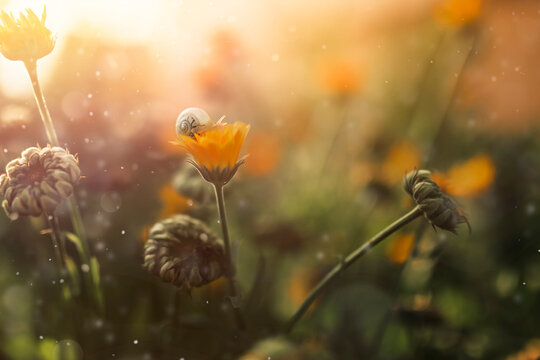 Little snail walking on calendula flower during summer