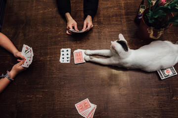 Cat playing cards with girls