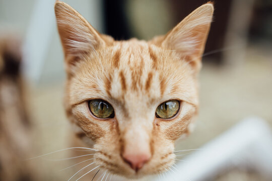 Close up of orange cat's face with green eyes