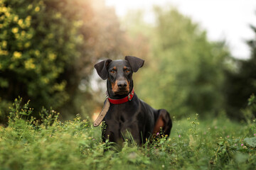 Black doberman pincher  with red collar laying down in grass out
