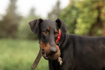 Black doberman pincher with ball toy in mouth outdoor
