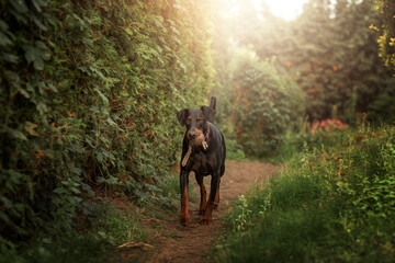 Black doberman pincher with ball toy in mouth in garden