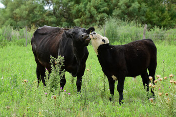 Cow with calf, La Pampa, Argentina.