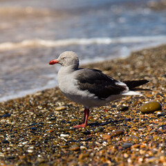 Dolphin Gull