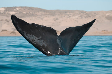 Fototapeta premium Whale tail out of water, Peninsula valdes,Patagonia,Argentina.