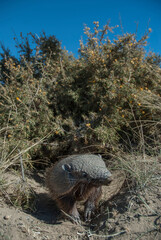 Hairy Armadillo, in desert environment, Peninsula Valdes, Patagonia, Argentina