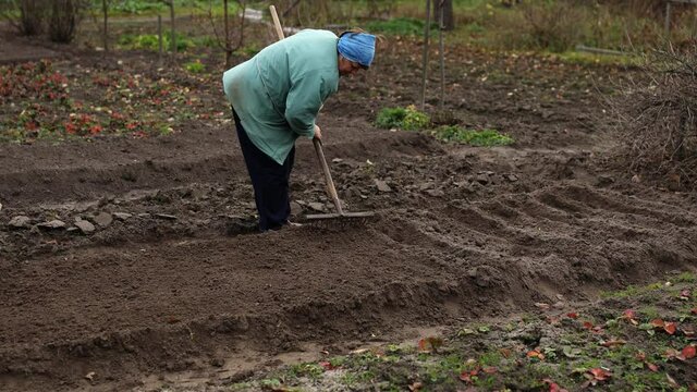 Woman, rake, vegetable garden. Preparing a garden flowerbed for planting