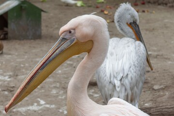 Close up Great white pelican, Pelecanus onocrotalus, eastern white pelican, rosy pelican or white pelican. Large water bird with long beak and a large throat pouch with beautiful pink feathers.