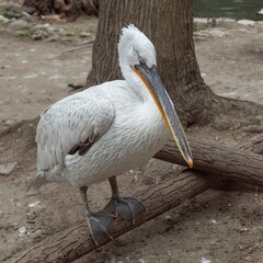 Close up Dalmatian pelican (Pelecanus crispus), white pelican. Large fresh water bird with long beak and a large throat pouch with grey feathers. Migrating bird.