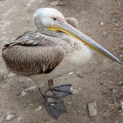 Close up Great white pelican, Pelecanus onocrotalus, eastern white pelican, rosy pelican or white pelican. Large water bird with long beak and a large throat pouch with beautiful pink feathers.