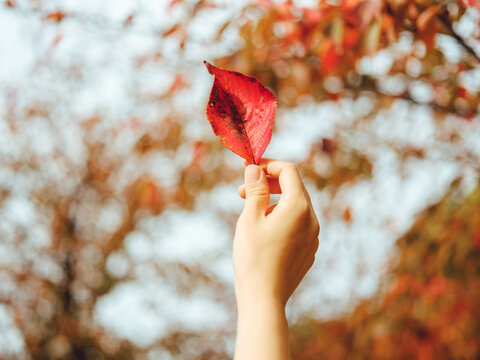 赤い葉と手
