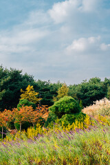 Fototapeta na wymiar Hanbat Arboretum autumn nature scenery in Daejeon, Korea