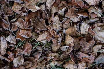 Background from dry leaves and herbs covered with hoarfrost in the early morning.