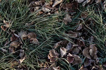 Background from dry leaves and herbs covered with hoarfrost in the early morning.