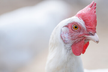Domesticated hens. Livestock breeding. White hen close up. - obrazy, fototapety, plakaty