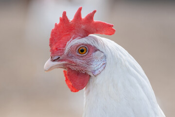 Domesticated hens. Livestock breeding. White hen close up.