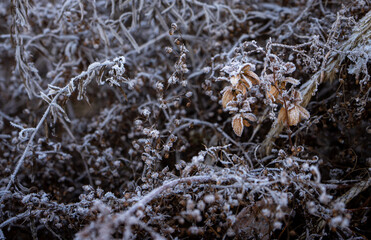 Dried field plants covered with frost in early morning.