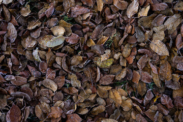 Background from dry leaves and herbs covered with hoarfrost in the early morning.