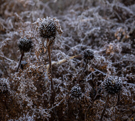 Dried field plants covered with frost in early morning.