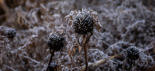 Dried field plants covered with frost in early morning.