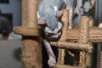 kitten Don sphynx with white and blue spots climbing scratching post