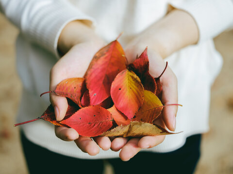 手のひらいっぱいの赤い落ち葉