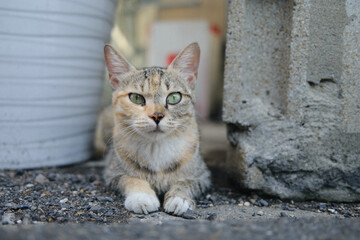Charming and affectionate cat in the street, Seoul, South Korea