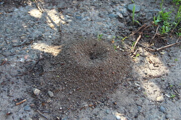 Anthill in the yard on a ground
