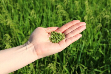 Naklejka na ściany i meble Woman's hand holding green grains, sowing crops