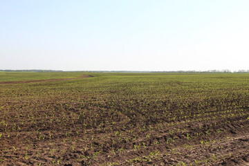 Agricultural field with small corn sprouts