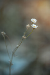 Vertical close-up dreamy shallow depth of wield photography of a wild chamomile flowers in focus, against smooth blurred blue-green-orange background  