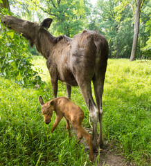 Fototapeta premium Elk cow with child in the forest. Karlsruhe, Germany, Europe