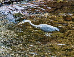 Herons hunting in the river. Baden Baden, Baden Wuerttemberg, Germany