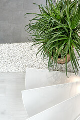 Minimalist interior design. Stylish home plants in bedroom and livingroom.White wall designer room